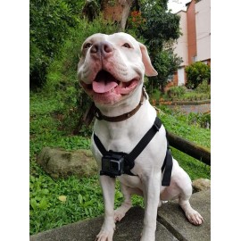 Arnes Perro para GoPro...